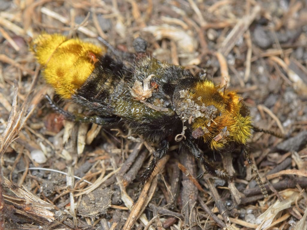 Emus hirtus (Linnaeus, 1758)